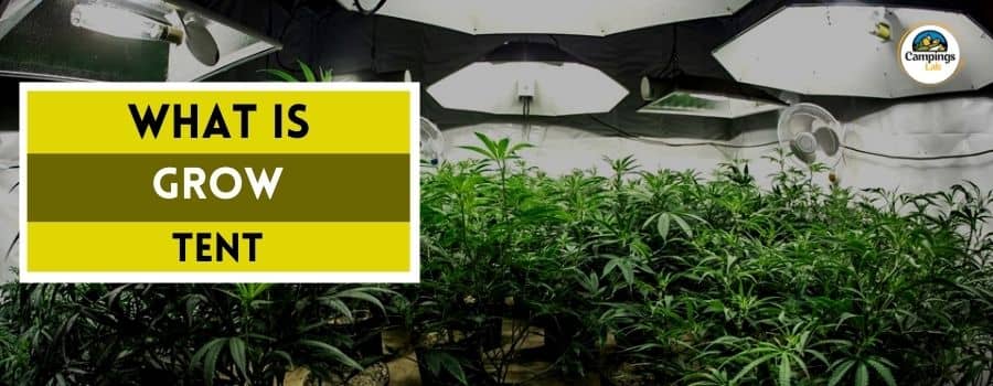 What is a Grow Tent? 7 Benefits Of Growing Your Plants In A Grow Tent