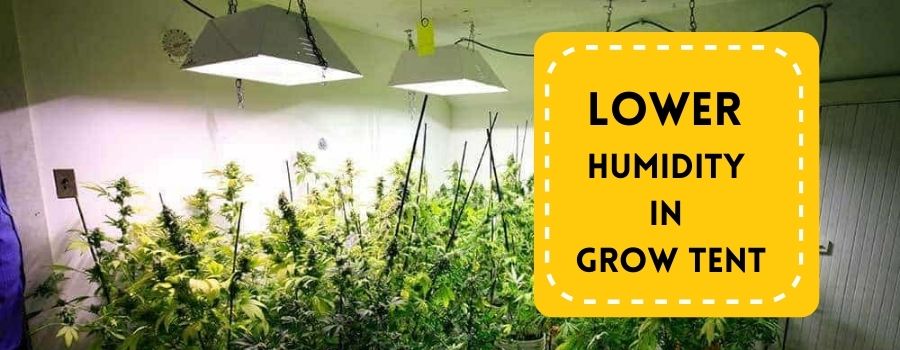 How To Lower Humidity In Grow Tent? (9 Effective Ways)